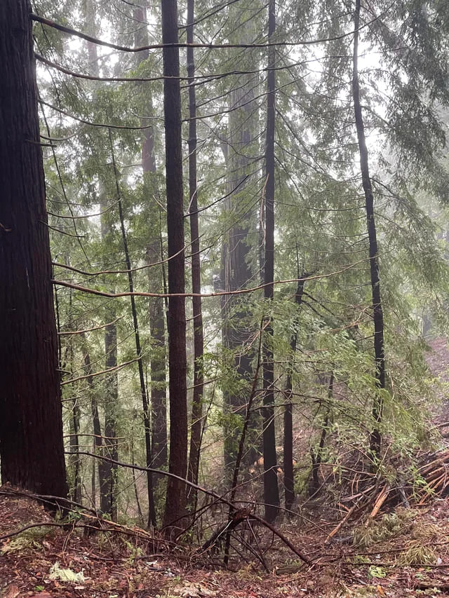 19. "My Husband Climbing Redwoods. Dead Center. Looks Like He’s Sitting on the Branch Cutting Through the Middle Horizontally."