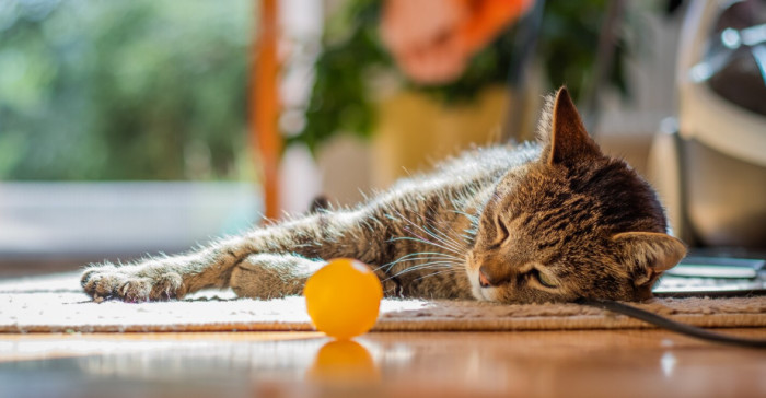 Food, Sleep, and Everyday Cat Behavior