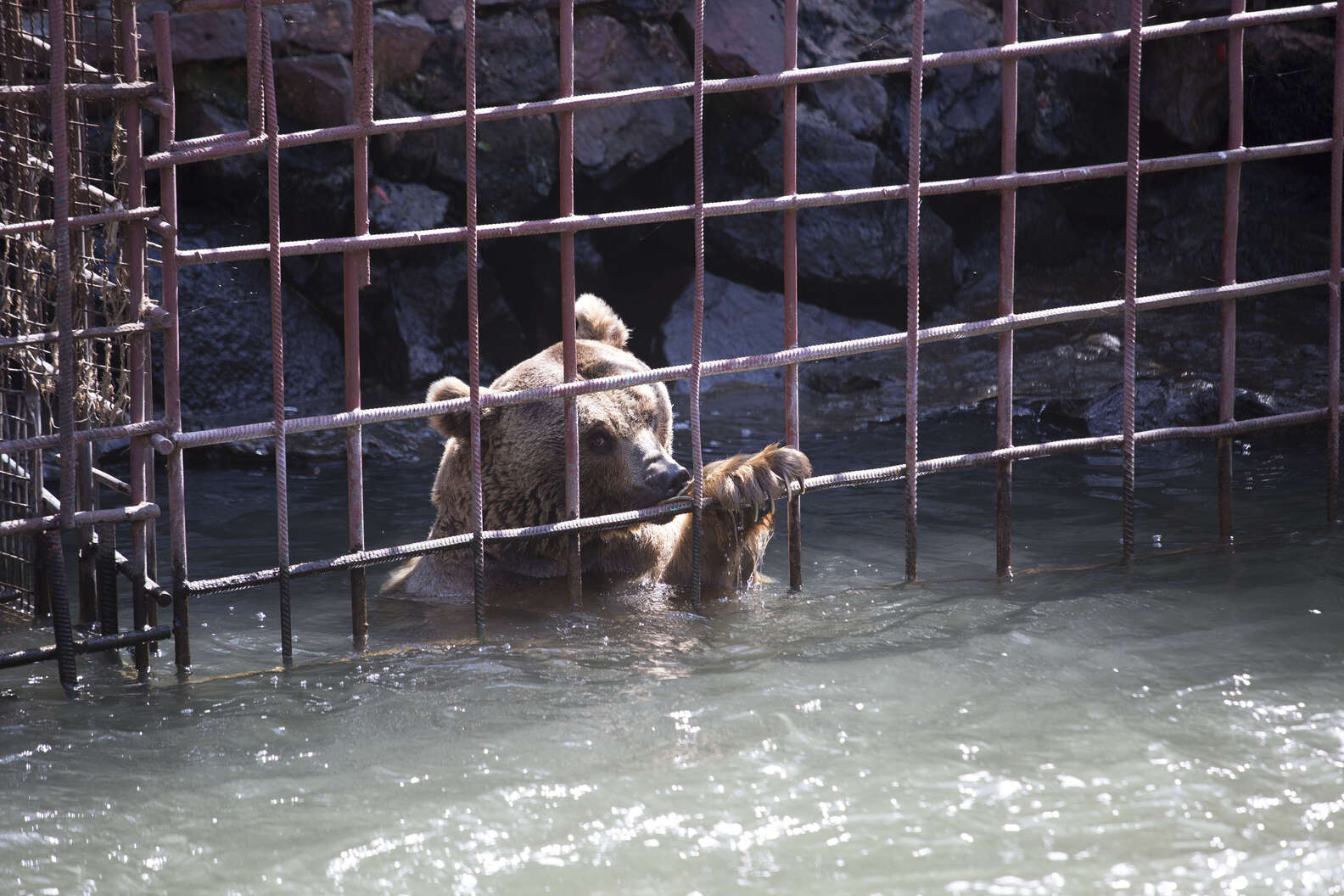 The bears had a tough time in their cage by the river, especially when it flooded. Once, the water got so high that they almost drowned.