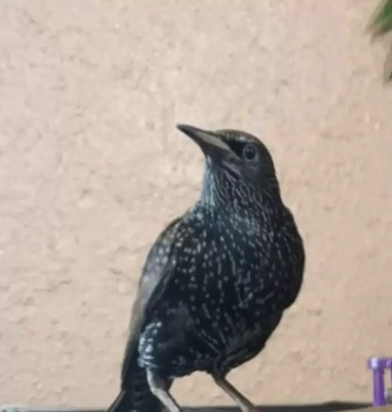 Klinger lacked wilderness survival skills, so Hickman provided him a permanent home.