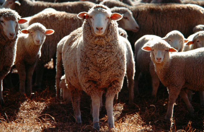 What Is a Sheep?