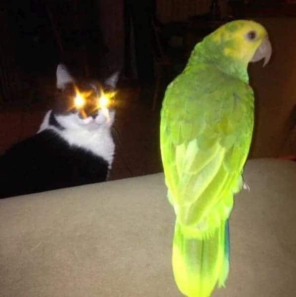 41. The eyes of the gods