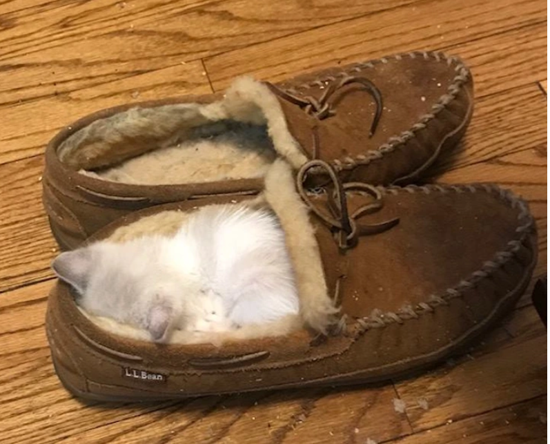 10. "A sneaky little munchkin caught in the act of taking a catnap."