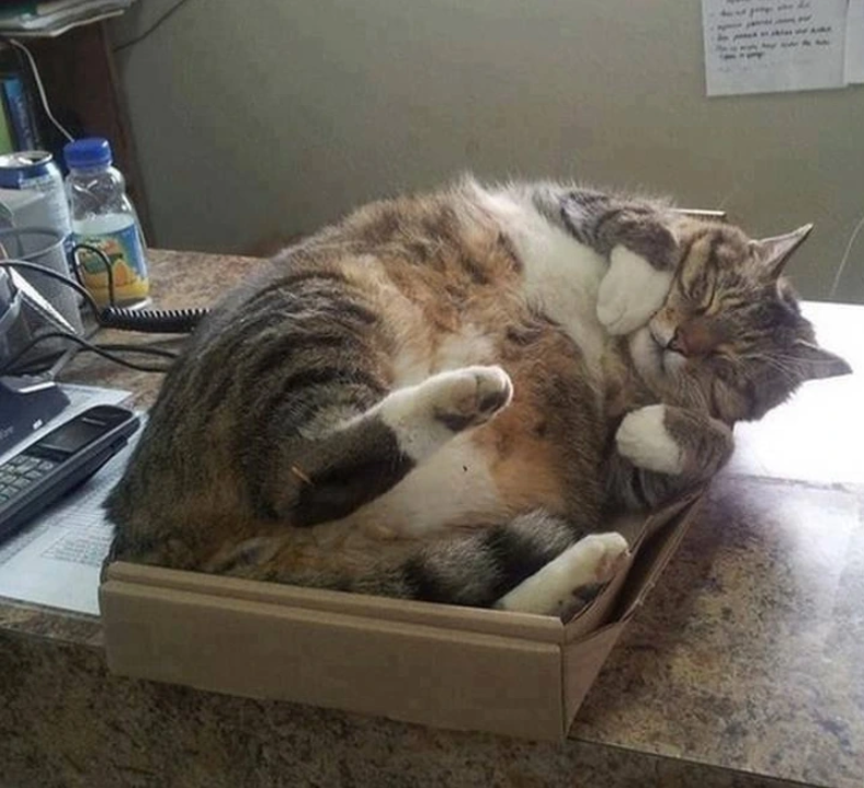 14. "Snug as a bug in a rug."