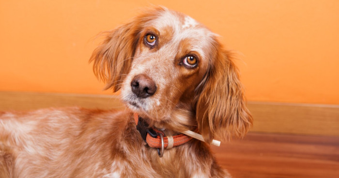 Funny Brown Dog Names