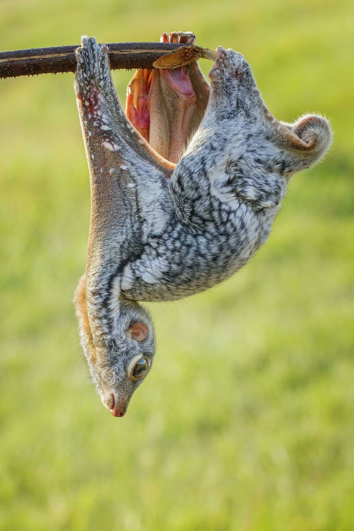 A Flying Lemur (Galeopterus Variegatus)