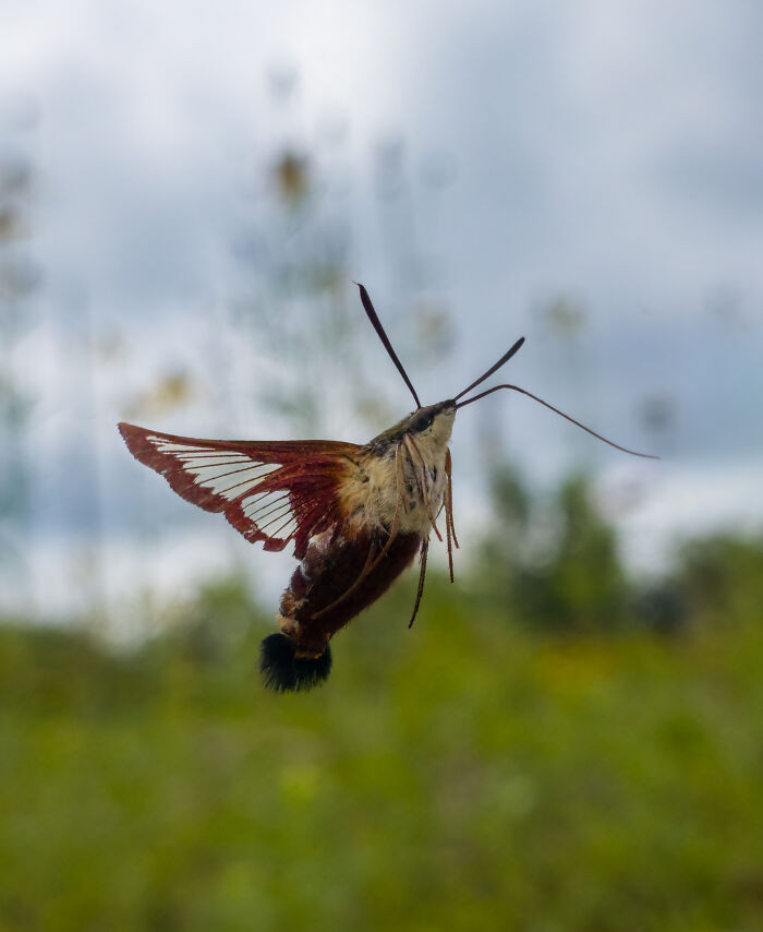 “Hover Of The Mimic”