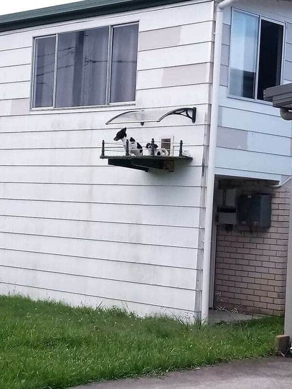 "Dog balcony."