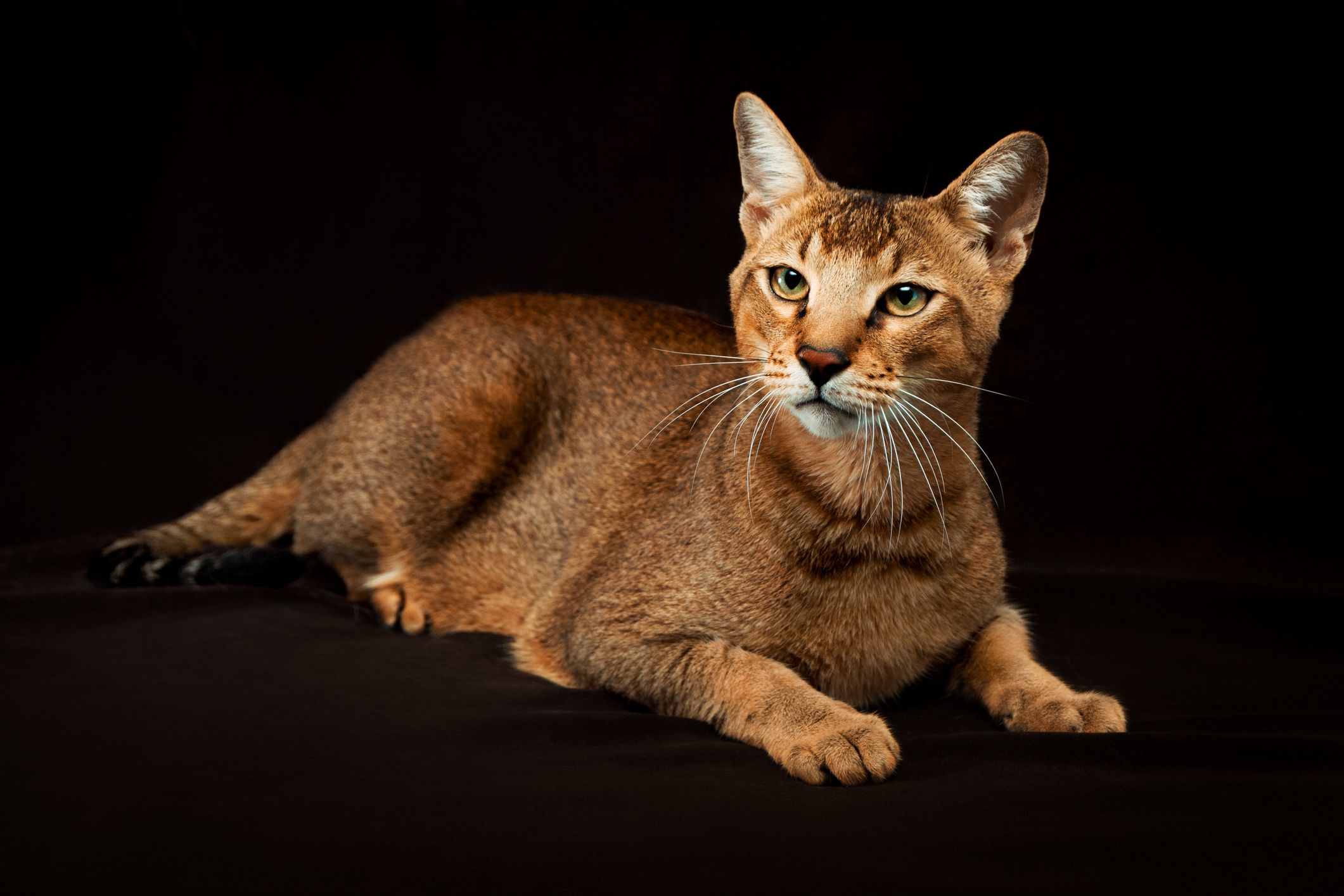 13. Chausie
