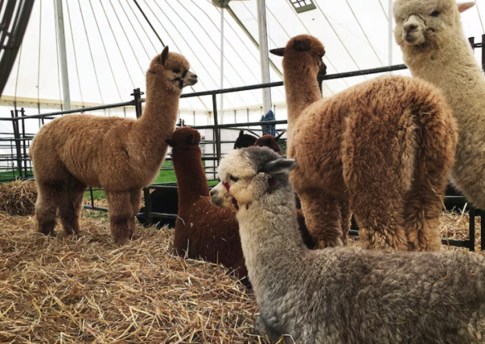 Alpacas and Llamas