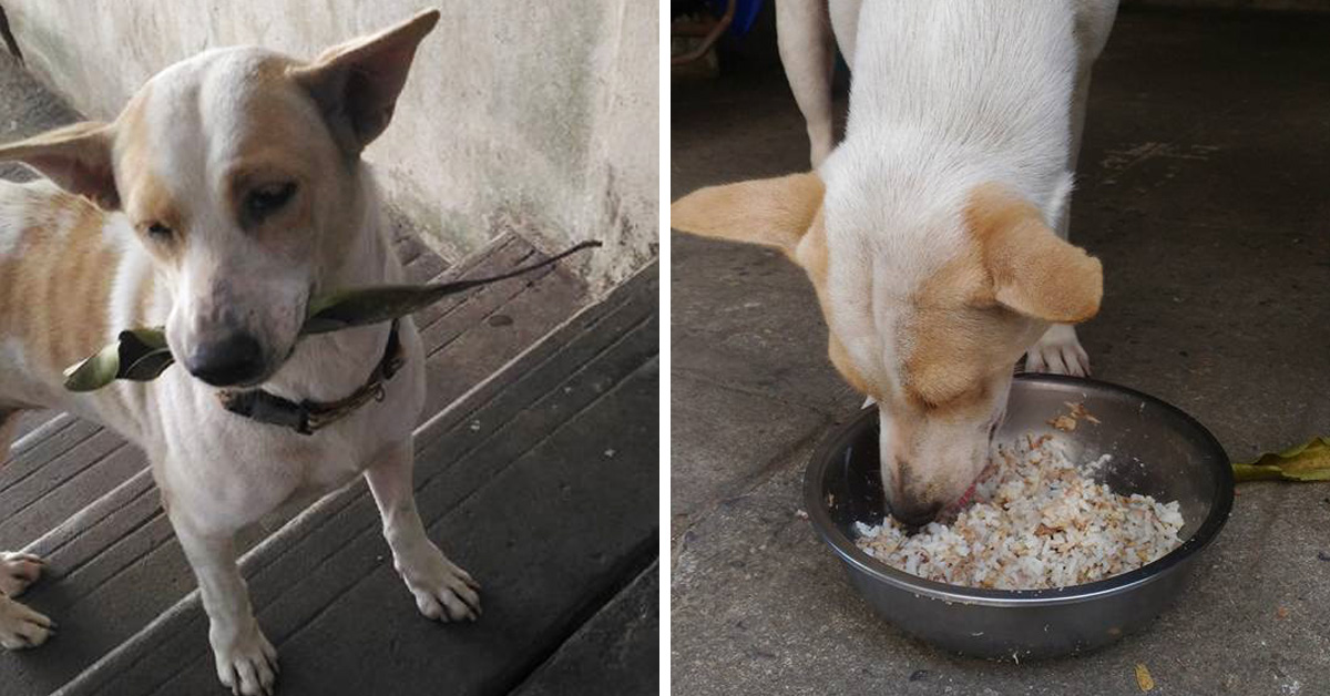 One of the stray puppies that Orawan Kaewla-iat feeds daily has a delightful way of showing gratitude for her kindness.