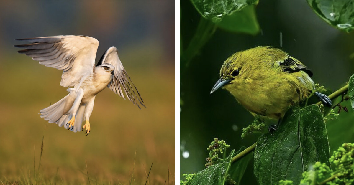 52 Stunning Bird Photos That Reveal Nature's Most Incredible Moments