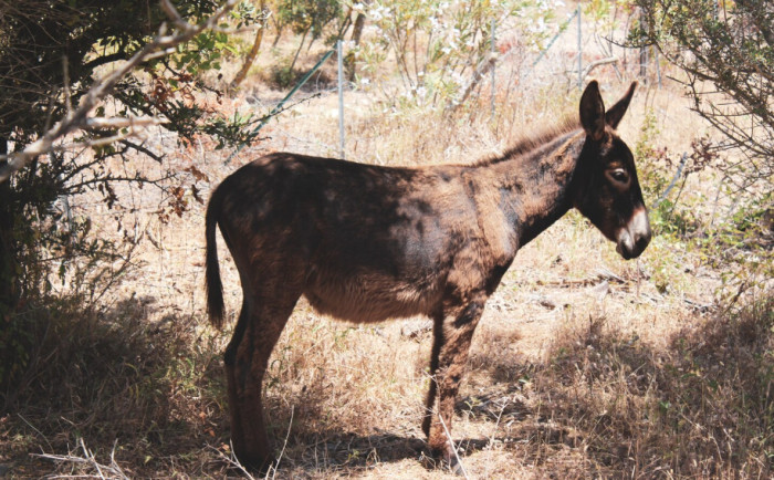 Can Horses and Donkeys Breed?