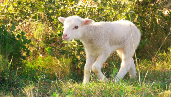 Lamb vs Goat