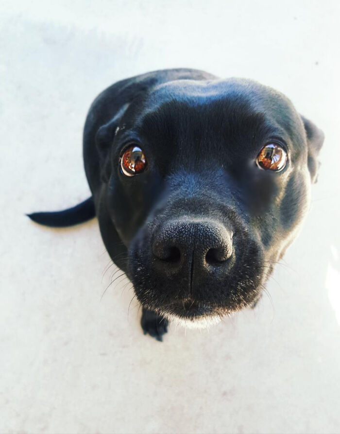 7. It's been some time since a dog graced this subreddit.