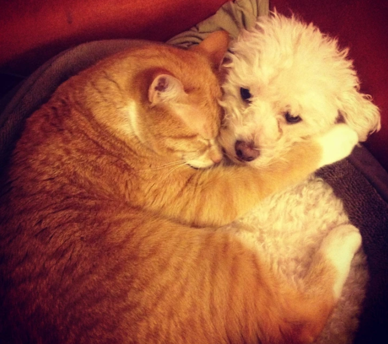 8. "Snuggle Buddies: A Dog and Cat's Cozy Slumber"