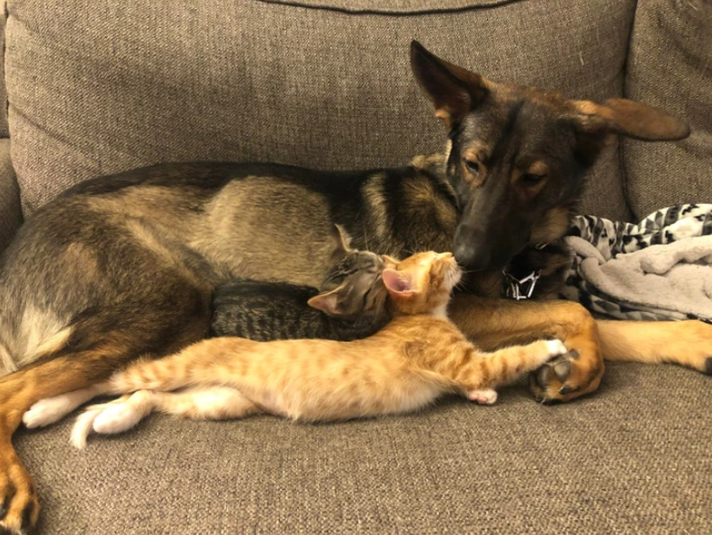 13. "I just adopted two kittens a few days ago. Safe to say, they're already hitting it off with the dog."