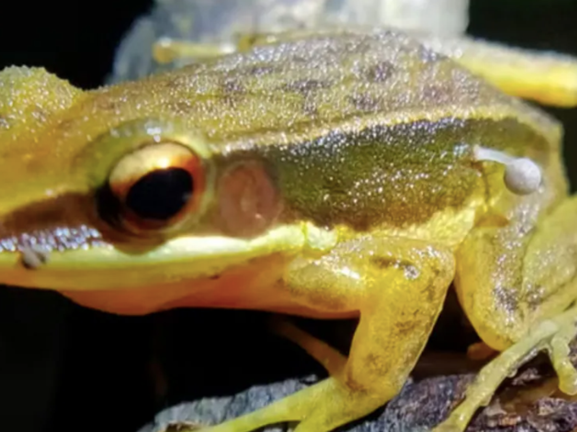 A mushroom that normally prefers dead wood