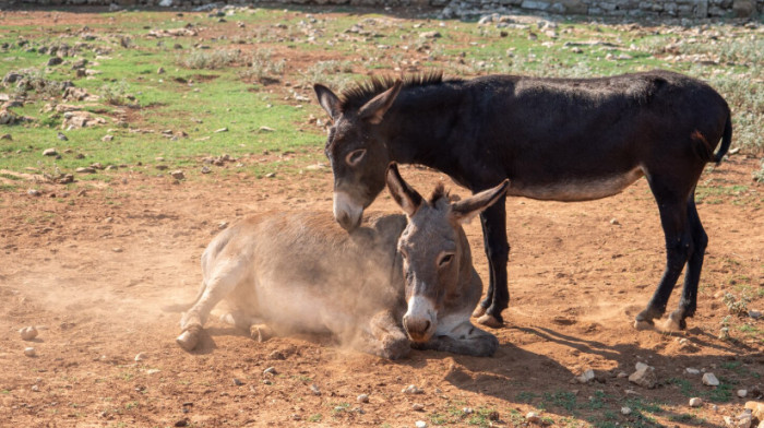 Mane and Tail