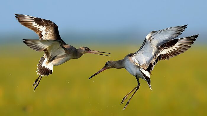 “Black-Tailed Godwits”