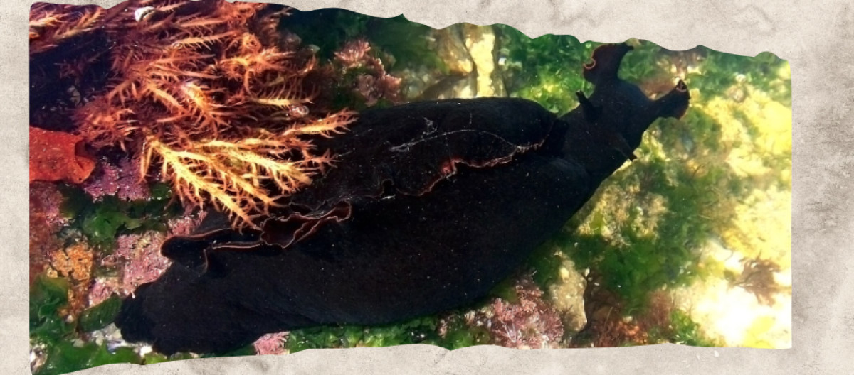 12 Black Animals With Some of Nature’s Darkest Coats and Skin