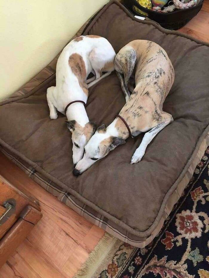 3. Honestly, this might be the cutest thing on the internet