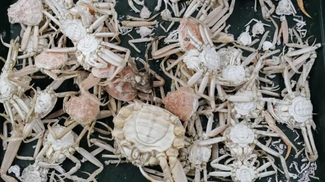 The shockingly warm water sent the crabs’ metabolism into overdrive