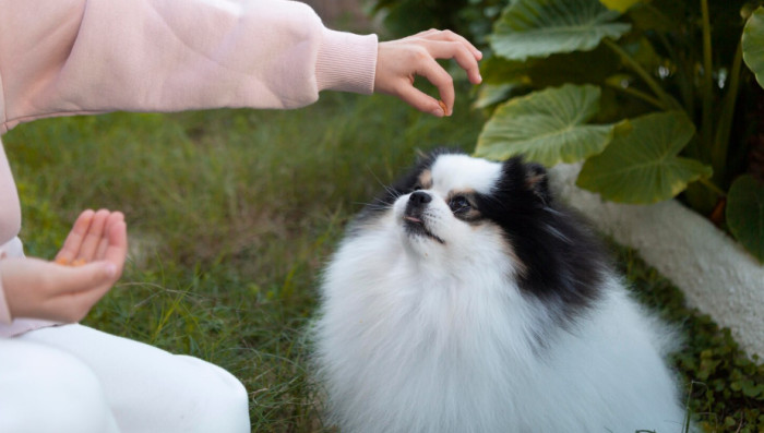 Female Japanese Dog Names