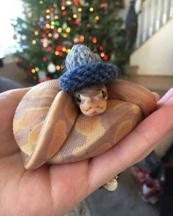 "Snakes can be cute too."