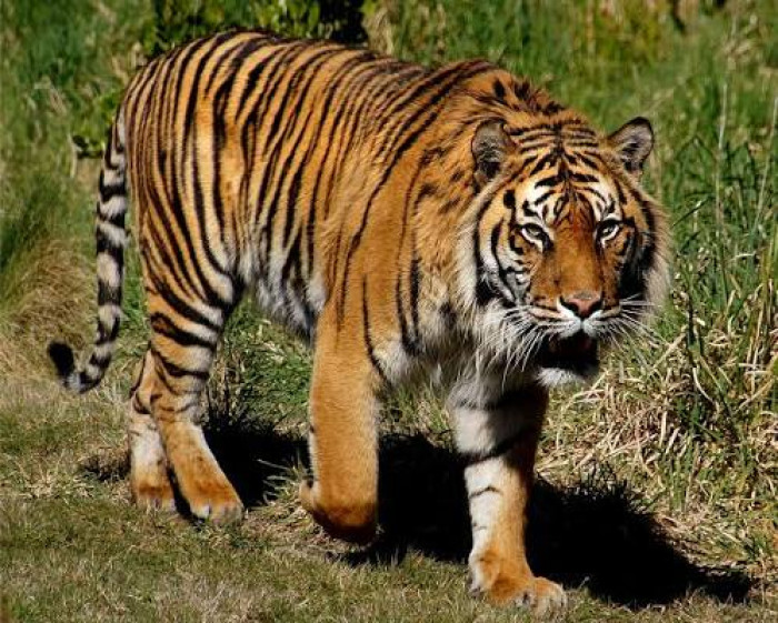 1. Tiger