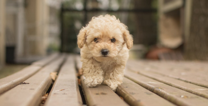 Best Small Dog Names