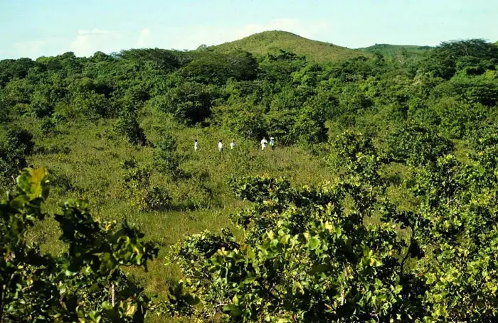 The orange peels shook things up in the soil, transforming a barren wasteland into a fertile, nutrient-packed blend. Additionally, they may have inhibited the growth of invasive grass that was blocking the forest from spreading.