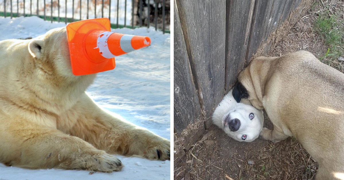 19 Hilarious Photos Of Animals In Tricky Situations