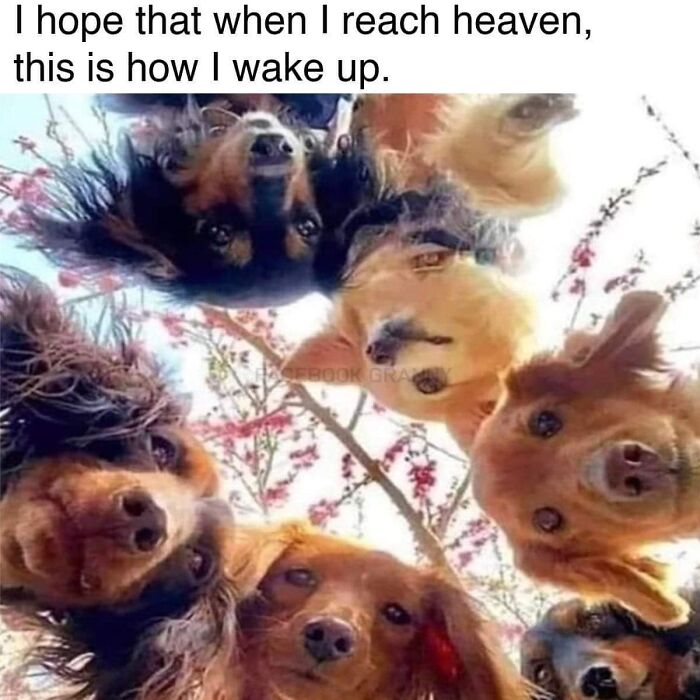 6. The furry angels staring down at you