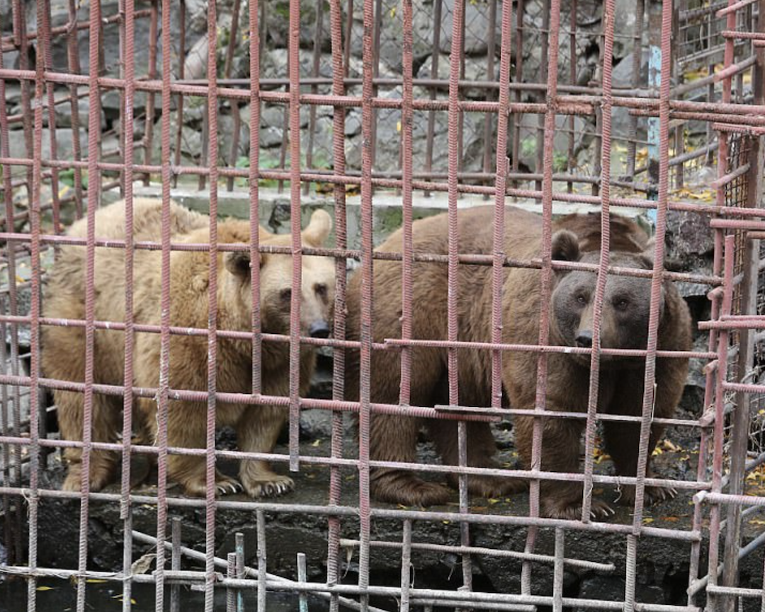 Misha and Dasha spent their lives entertaining diners in an Armenian riverside restaurant, confined to rusting, welded cages.