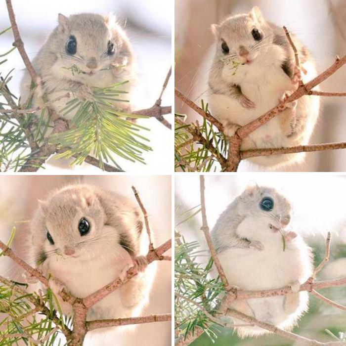 6. "I've just learned about Japanese flying squirrels!"