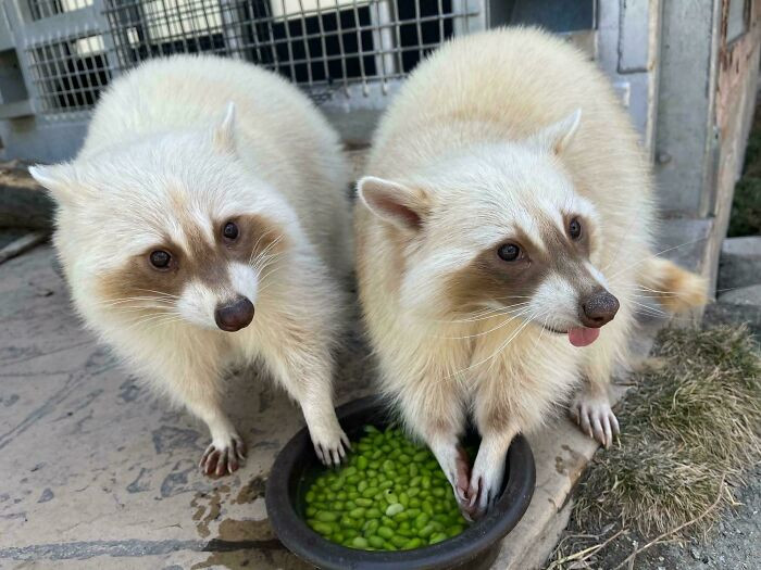 9. Raccoon Blep