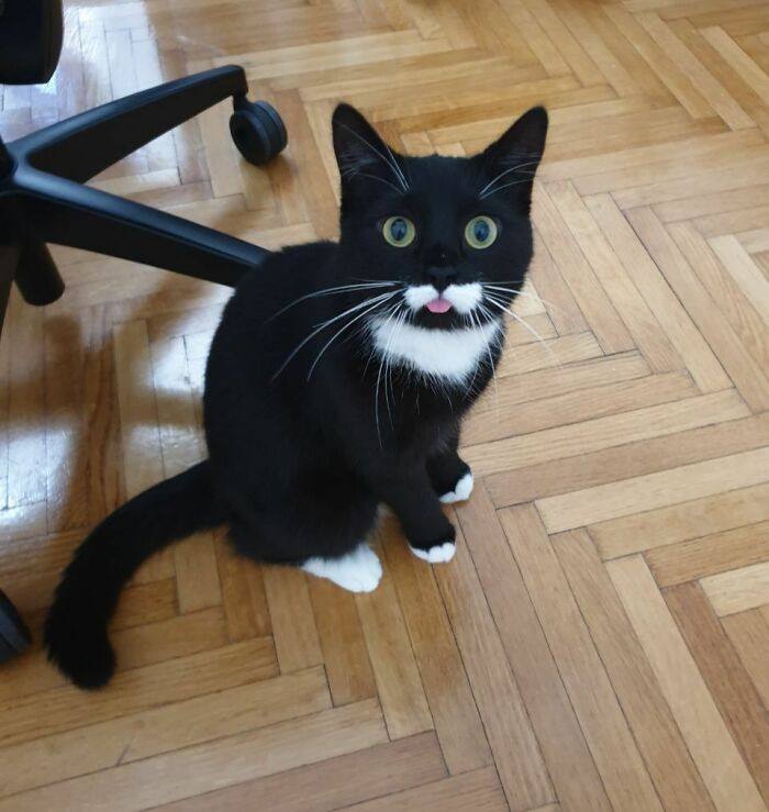 32. My Tuxedo Usually Doesn't Blep, But This Here Was Caught My The Cat Sitter
