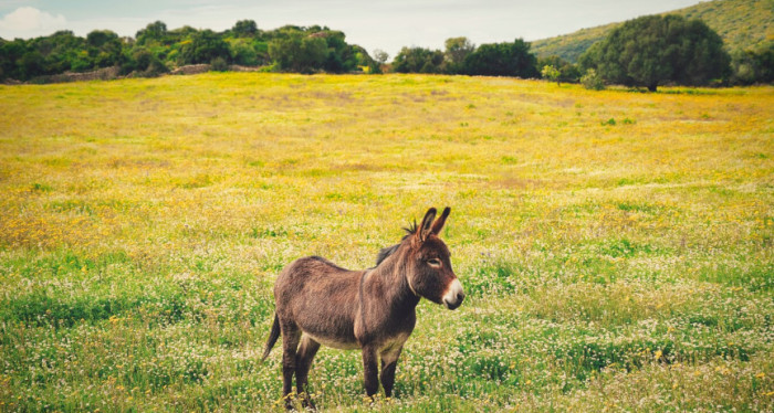 Donkey Appearance