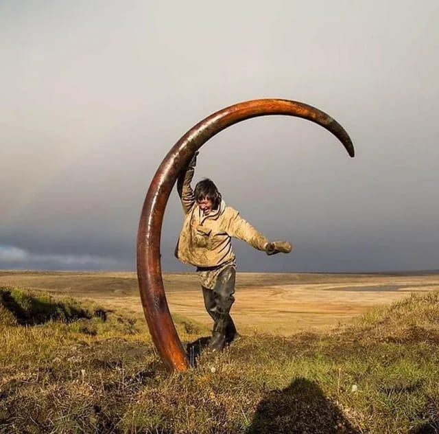 23. "The Tusk of a Mammoth Found in Siberia"