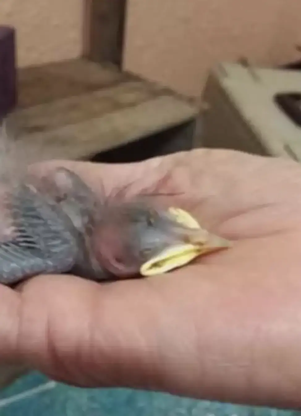 The tiny bird needed to be fed every 20 to 30 minutes for the first two weeks.