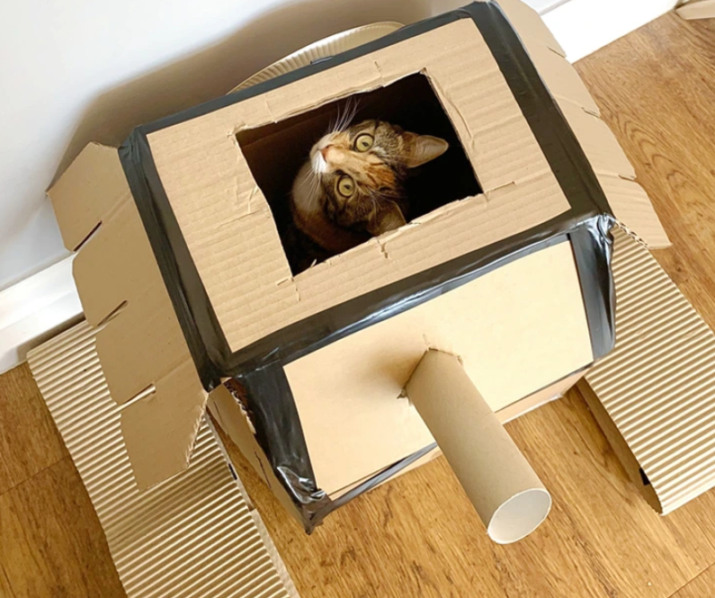 10. "The Great Cardboard Caper: Cats Conquering Tanks with Whiskered Wit"
