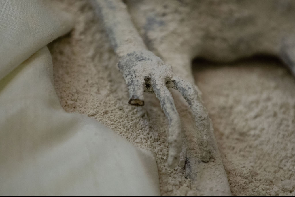 The origins of these so-called "alien mummies" have been hotly contested.