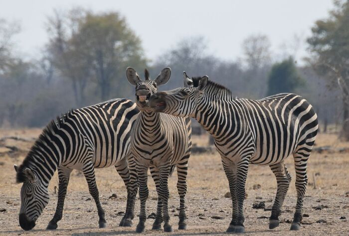 Say Cheese! By Thomas Bullivant