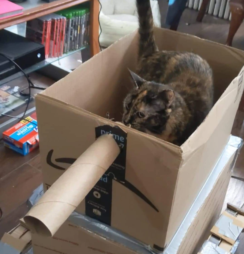 4. "Paws of War: Cats in Cardboard Combat"