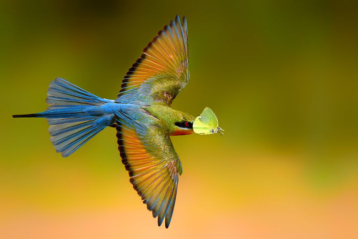 “Blue-Tailed Bee-Eater”