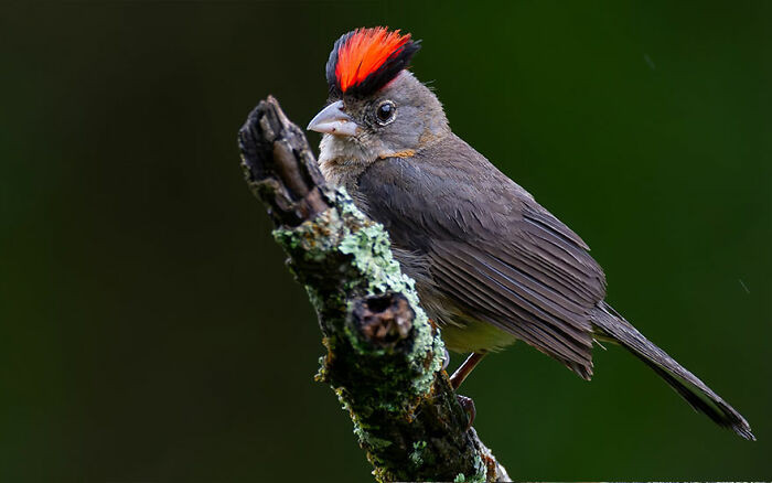 Grey Pileated Finch