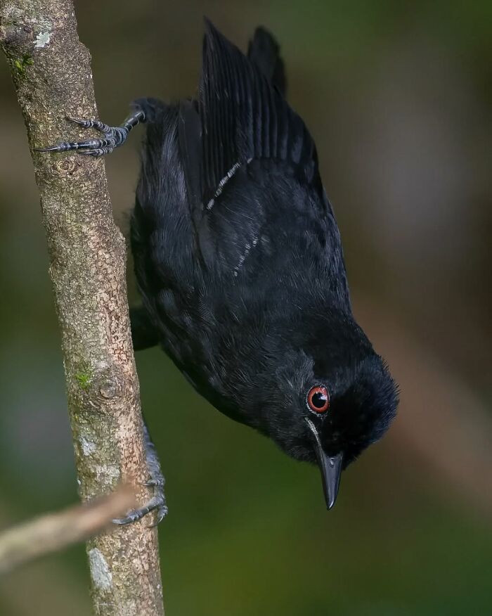 White-Shouldered Fire-Eye