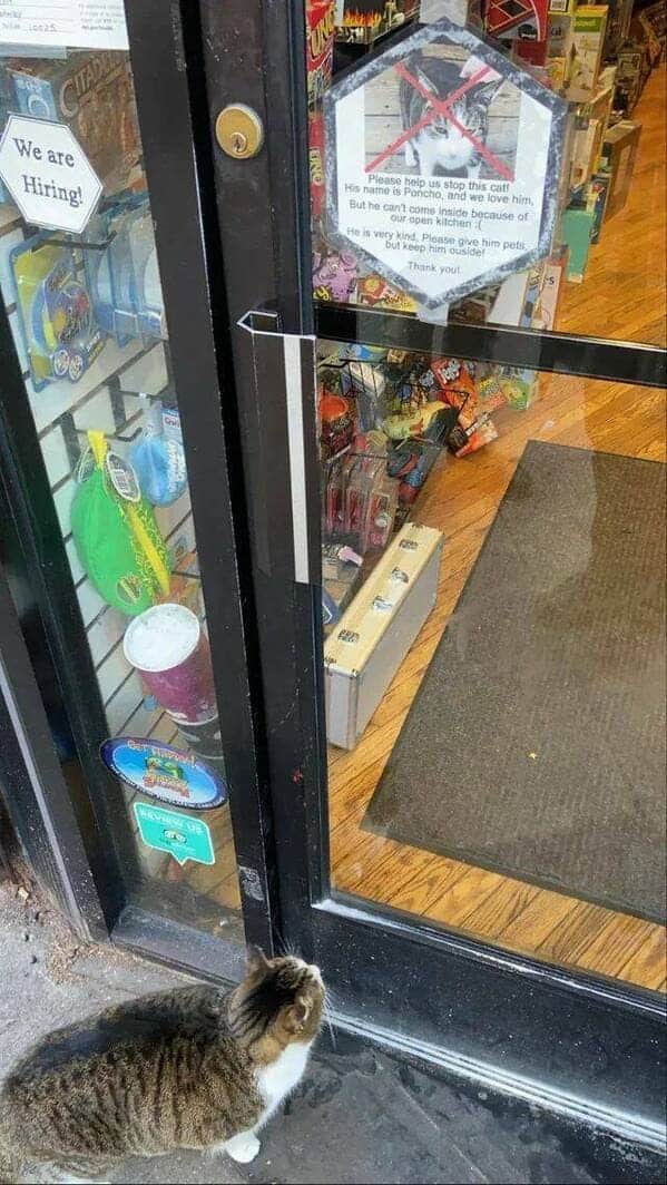 23. The cat's confused