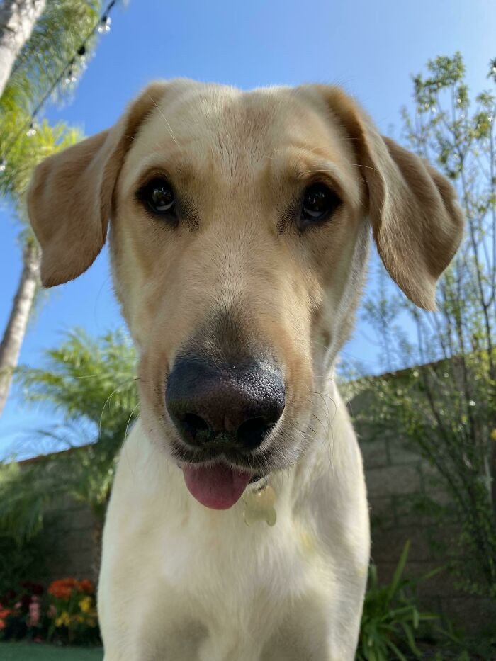 22. My New Dog, His Name Is Jake